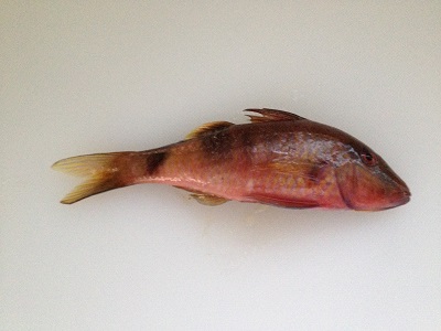 Indian Goatfish Kobanhimeji Parupeneus Indicus