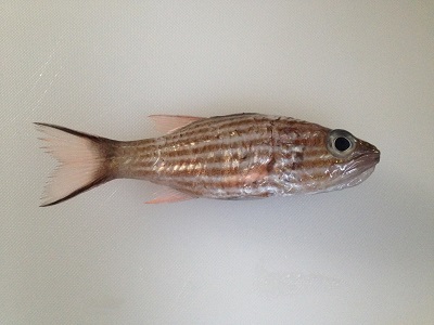 Large Toothed Cardinalfish Ryuukyuuyaraiishimochi Cheilodipterus Macrodon