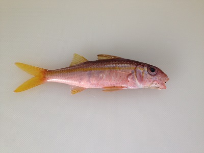 Yellowfin Goatfish Akahimeji Mulloidichthys Vanicolensis